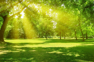 A sunny outdoor photo of a park near Parsons, Kansas.
